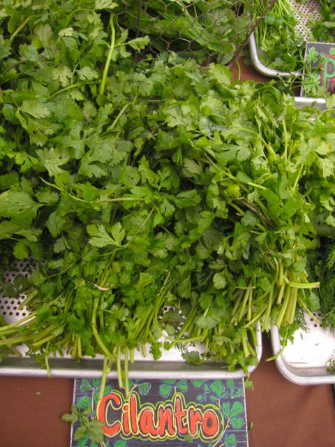cilantro