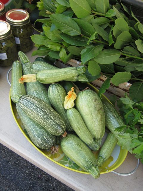 light zucchini