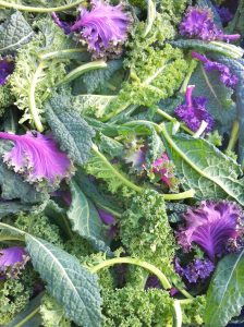 kale at the farmers market