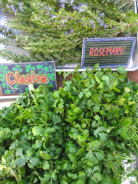 cilantro