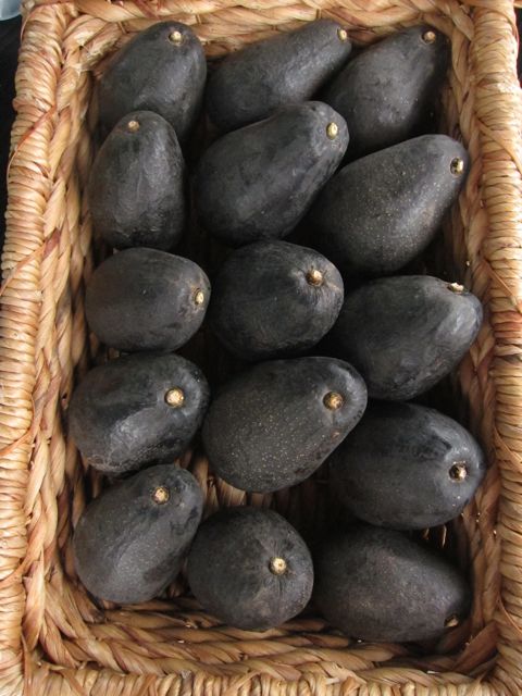 avocados