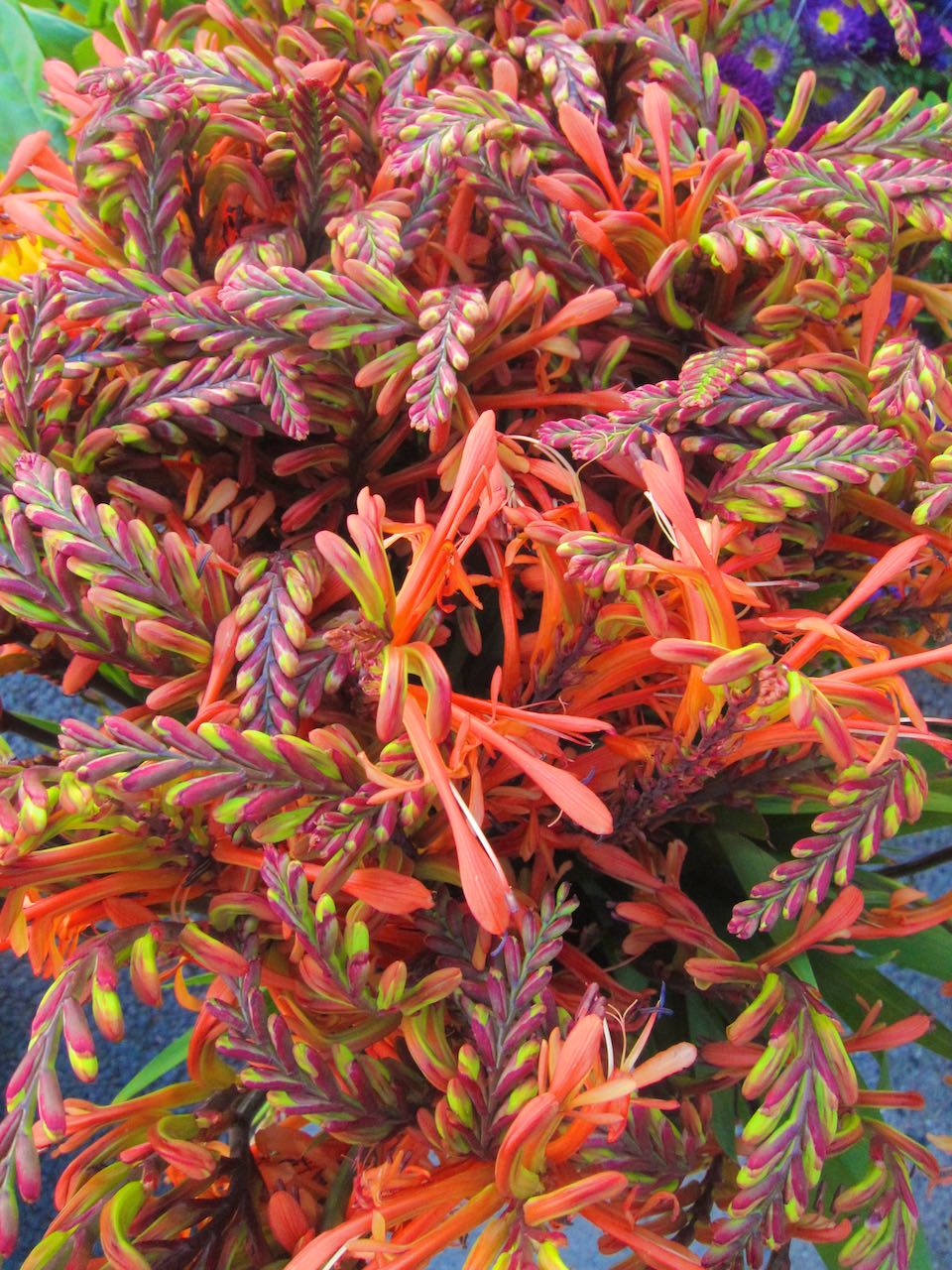 orange flowers