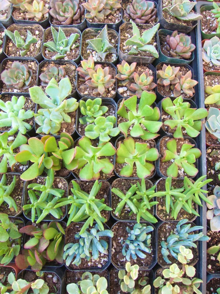 succulents at the farmers market
