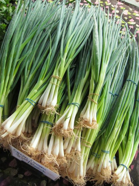 ven green onion