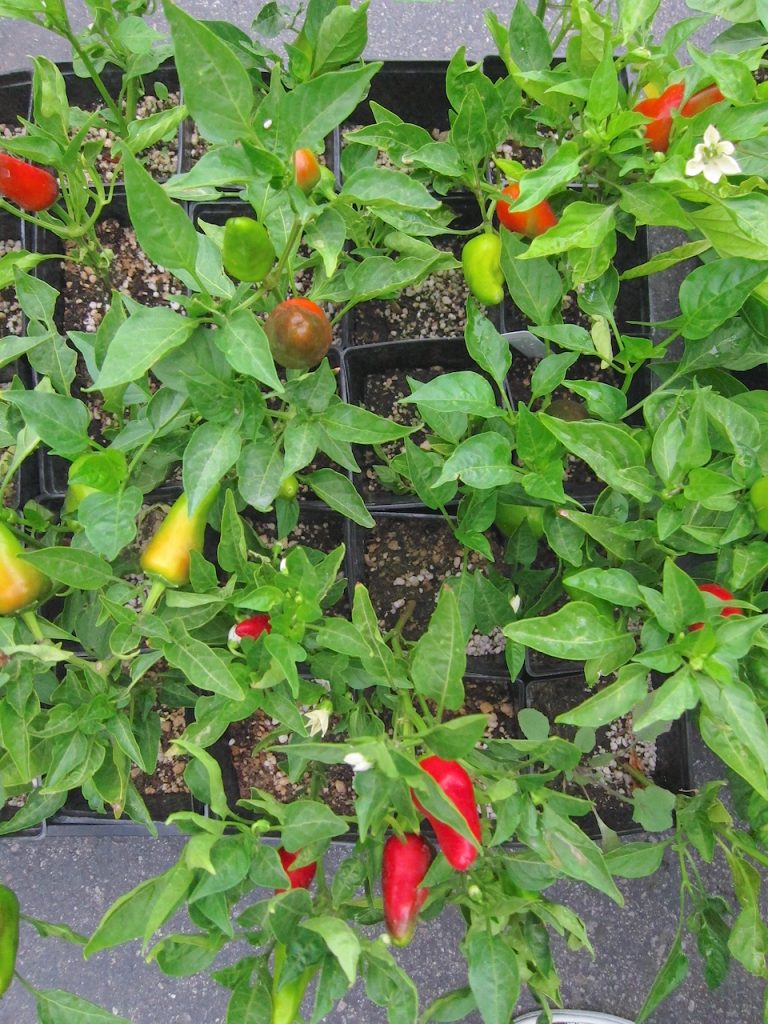 pepper plants at the farmers market