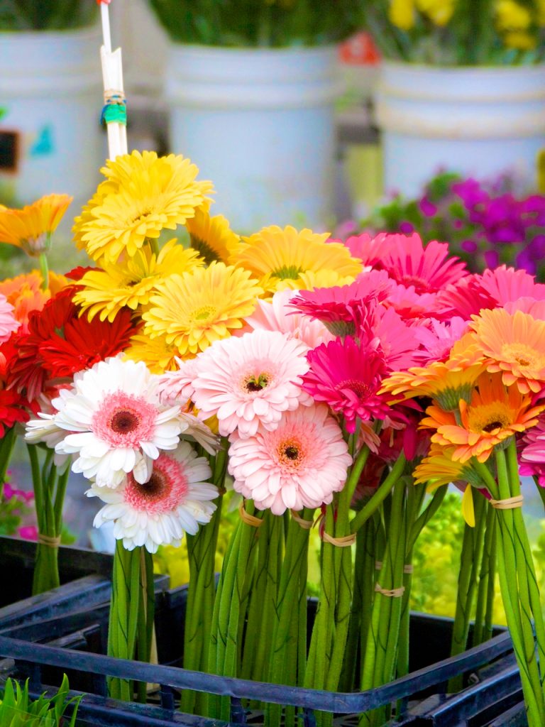 flowers at farmers market
