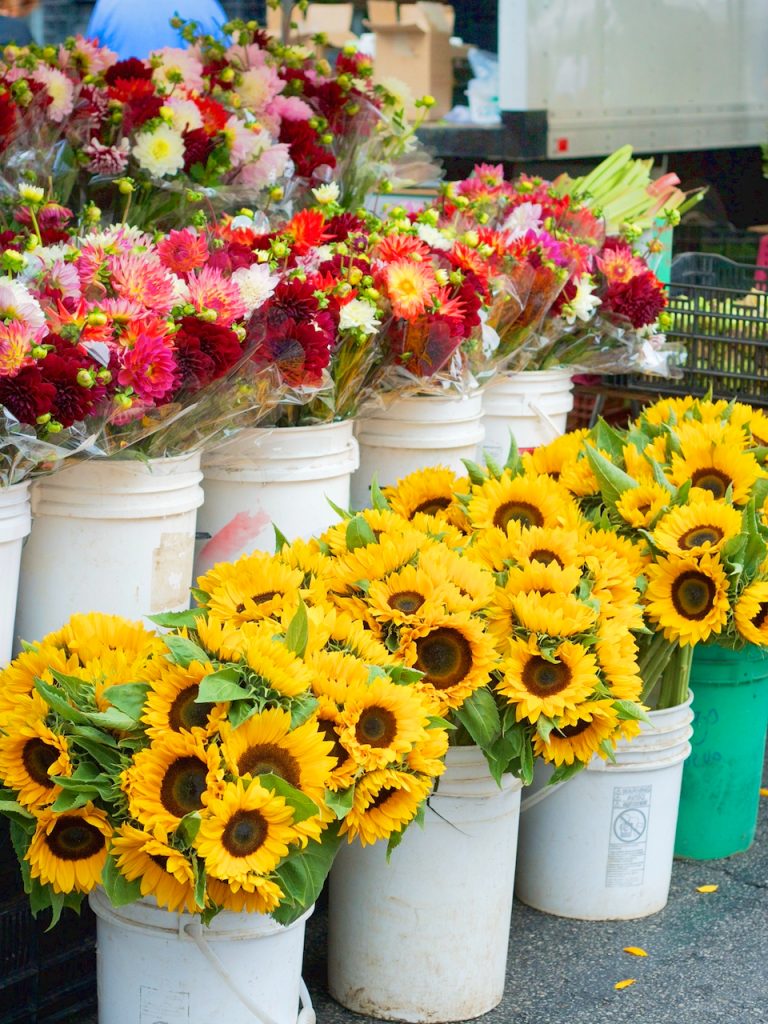sunflowers in buckets