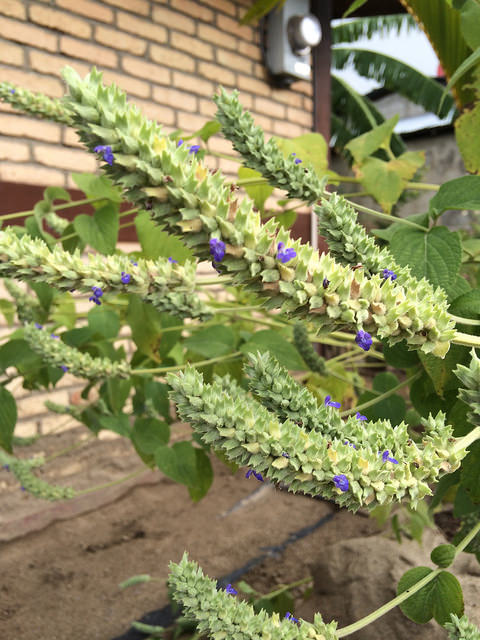 chia plant