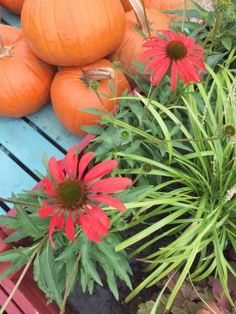 Depaul's Urban Farm pumpkins and red flowers