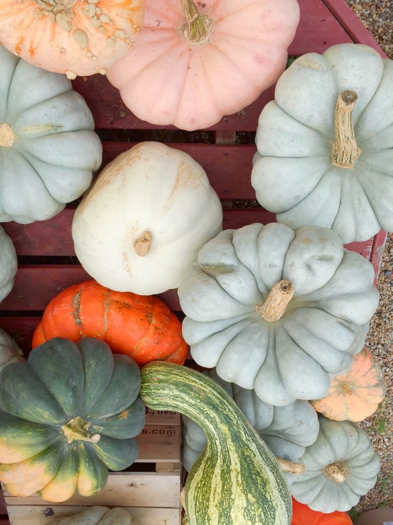 Depaul's Urban Farm heirloom pumpkins