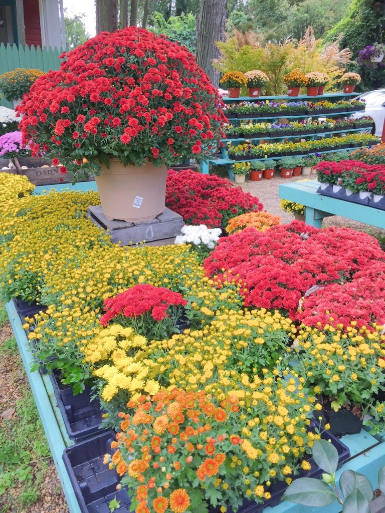 Depaul's Urban Farm red and yellow mums