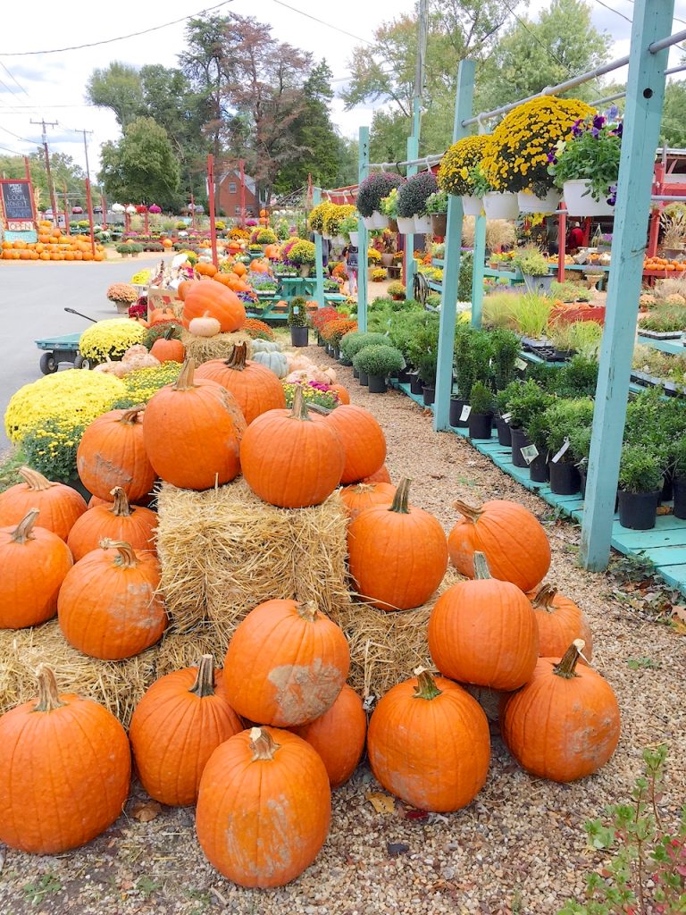 Depaul's Urban Farm pumpkins