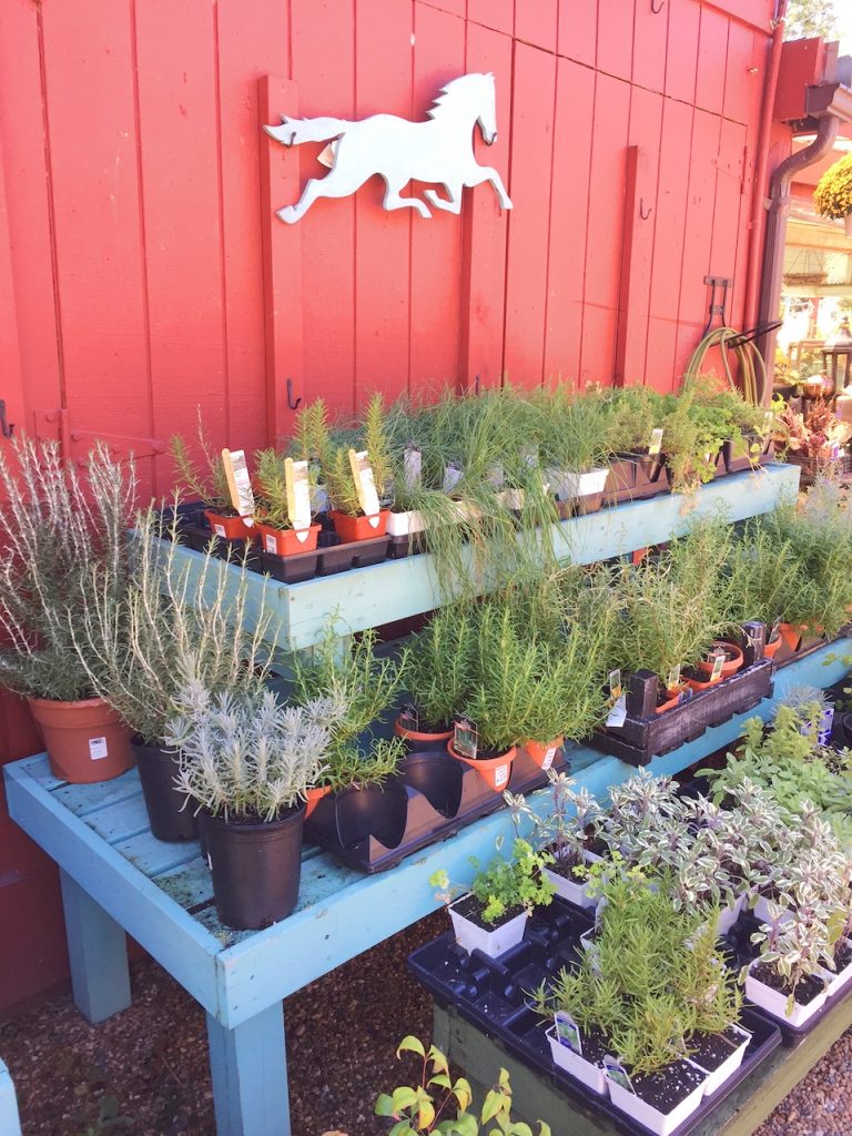 Depaul's Urban Farm herbs