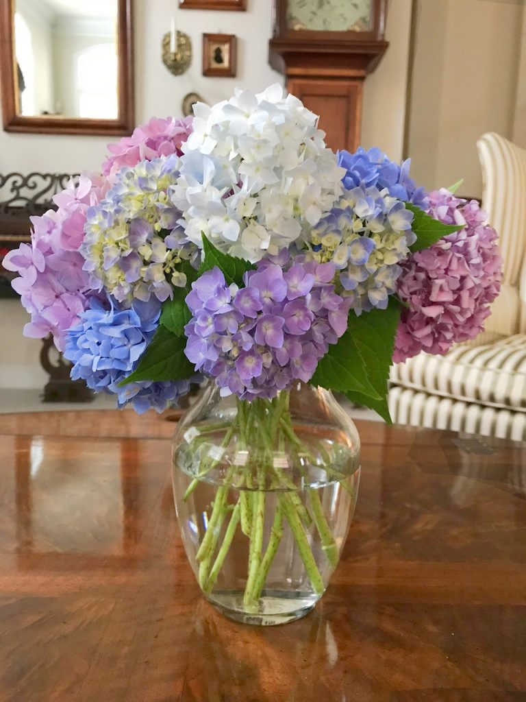 hydrangeas in vase