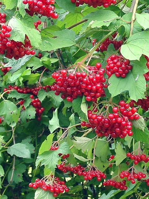 cranberry bush