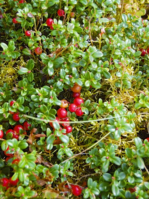 cranberry bush