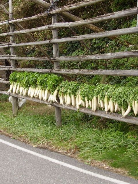 row of daikon radishes