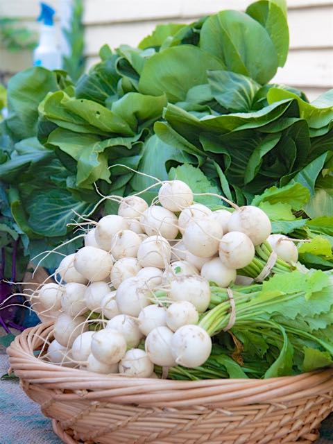 Hakurei turnips in a basket