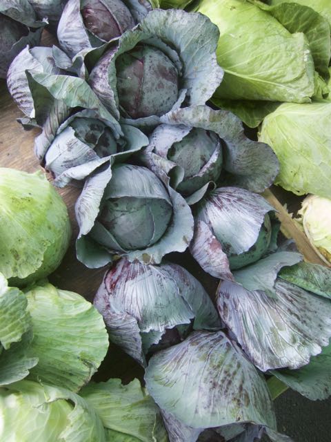cabbage