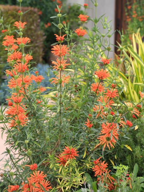 orange flower