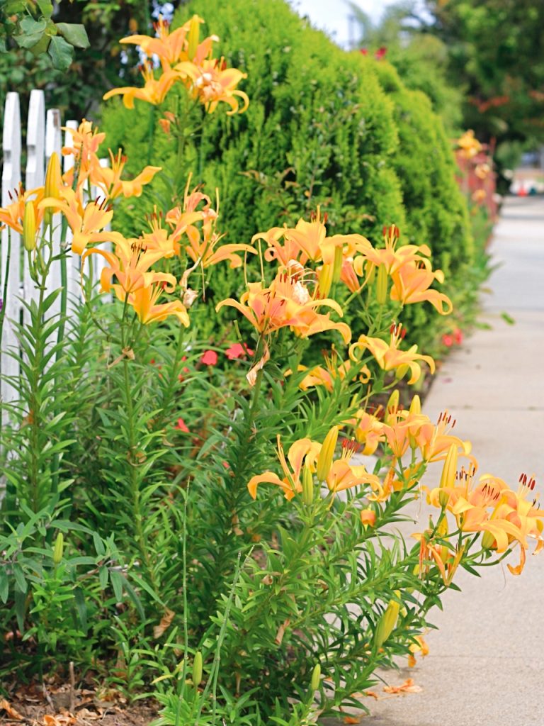 orange lillies