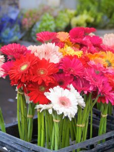 flowers at the farmers market