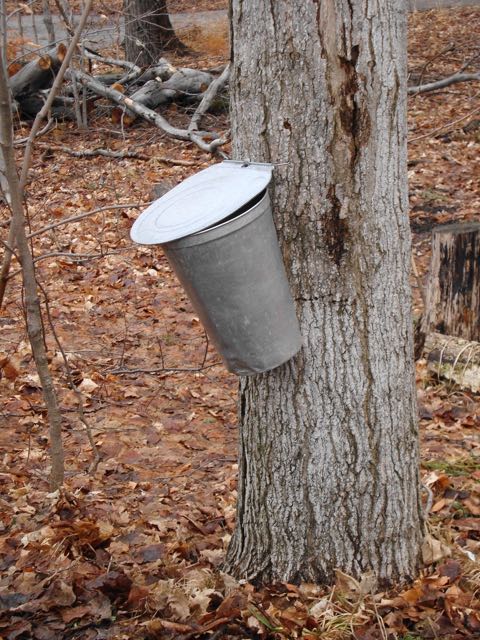 bucket on tree collecting syrup