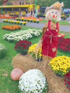 scarecrow and fall mums