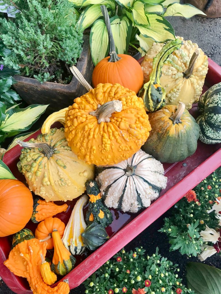 Fall squash decor