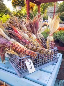 dried corn at DePauls