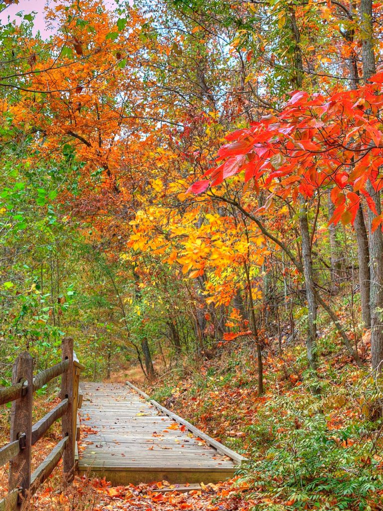 fall trees and wooden path