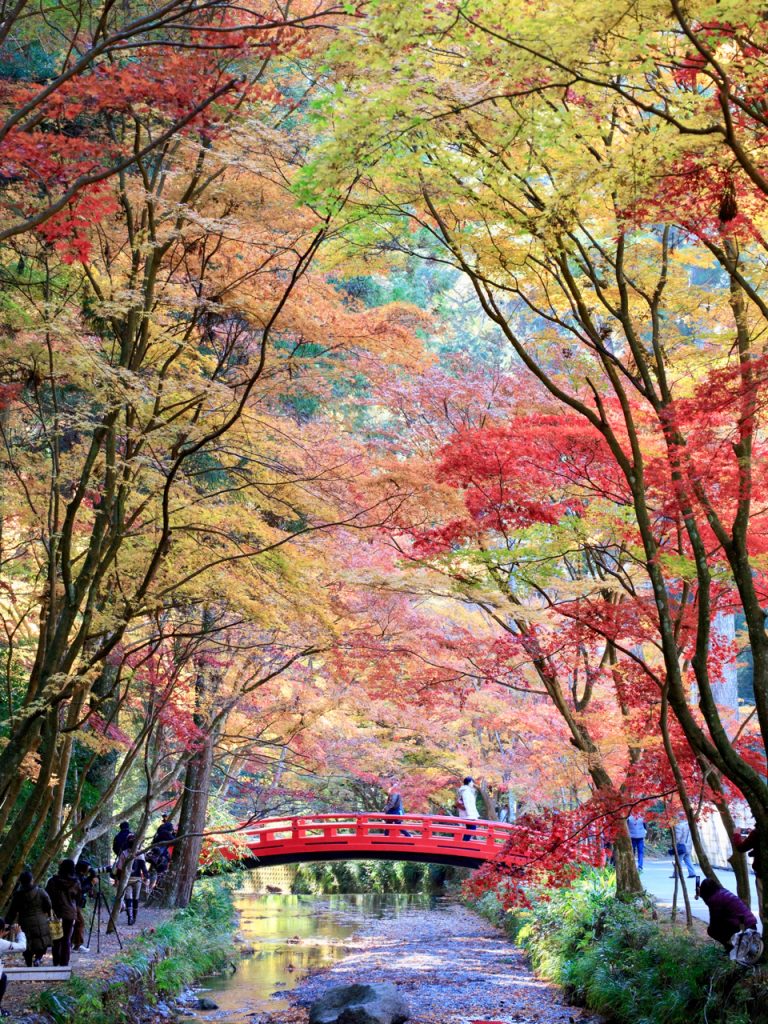 fall trees with red bridge