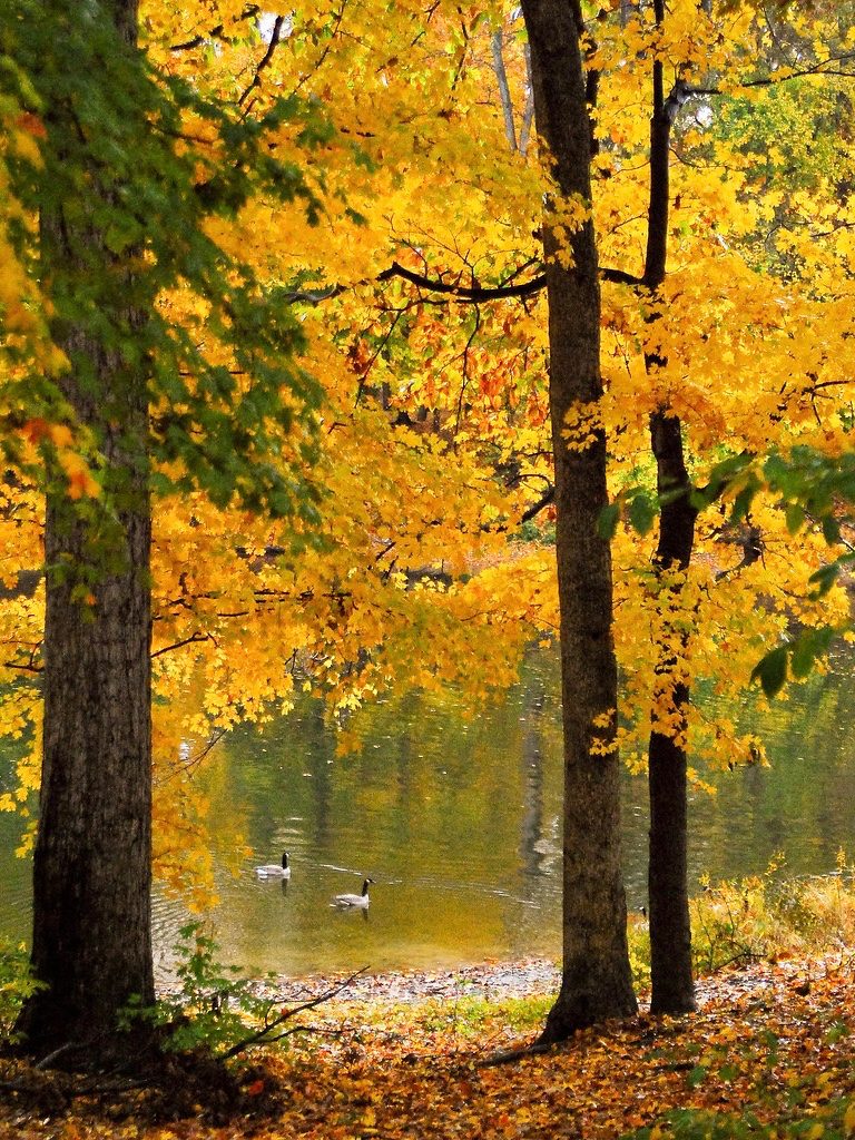 fall trees and duck in pond