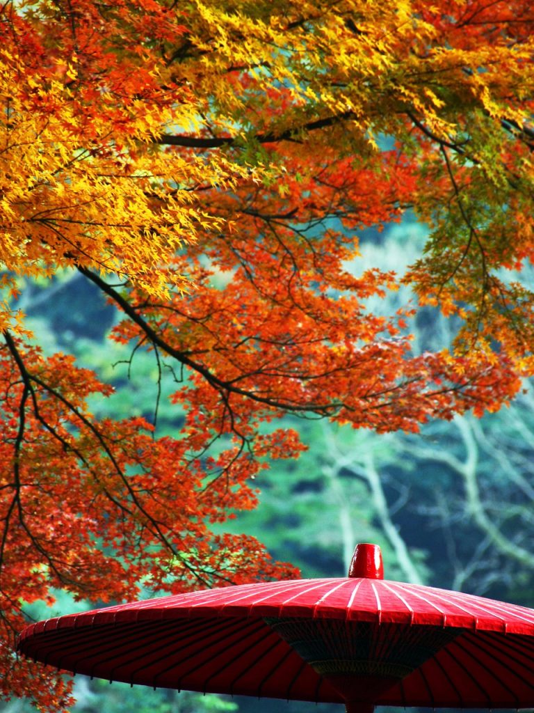 fall trees and red umbrella