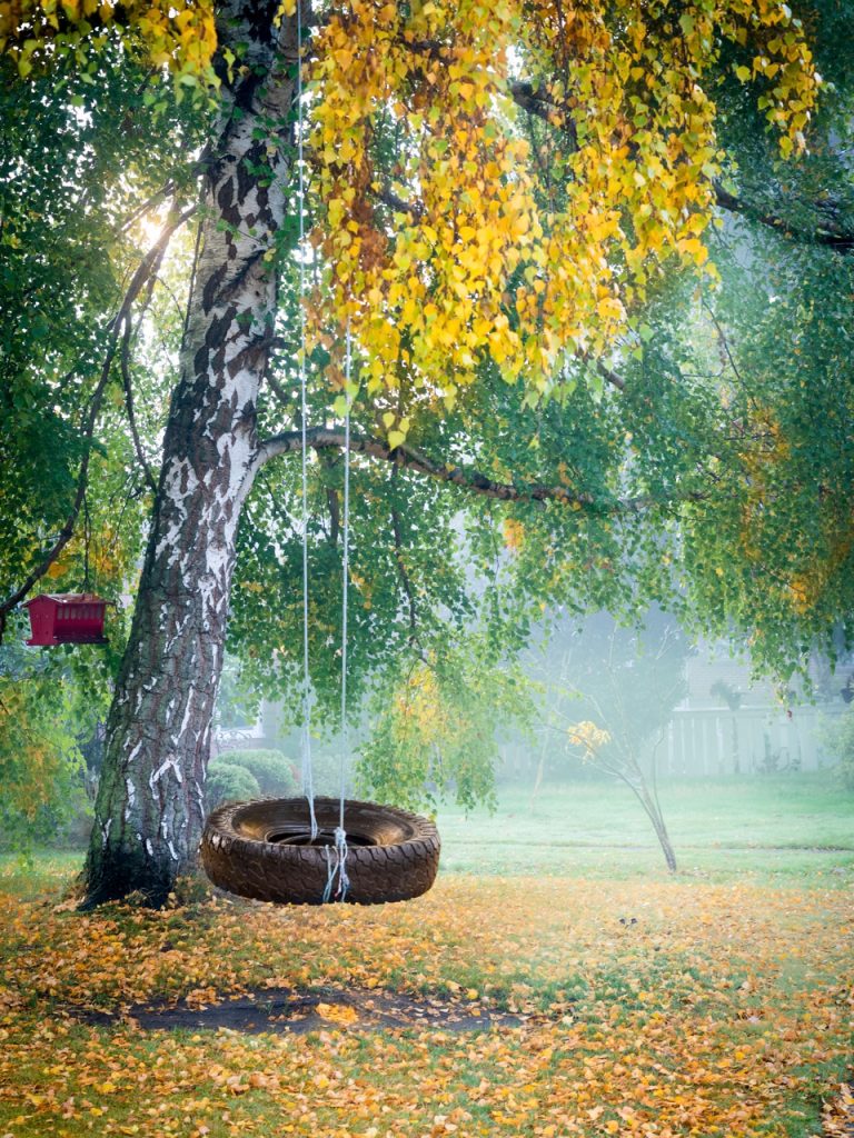 fall trees with tire swing