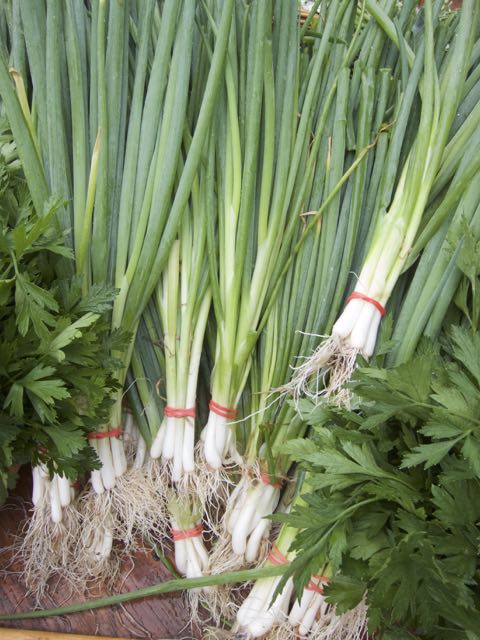 green onions at farmers market