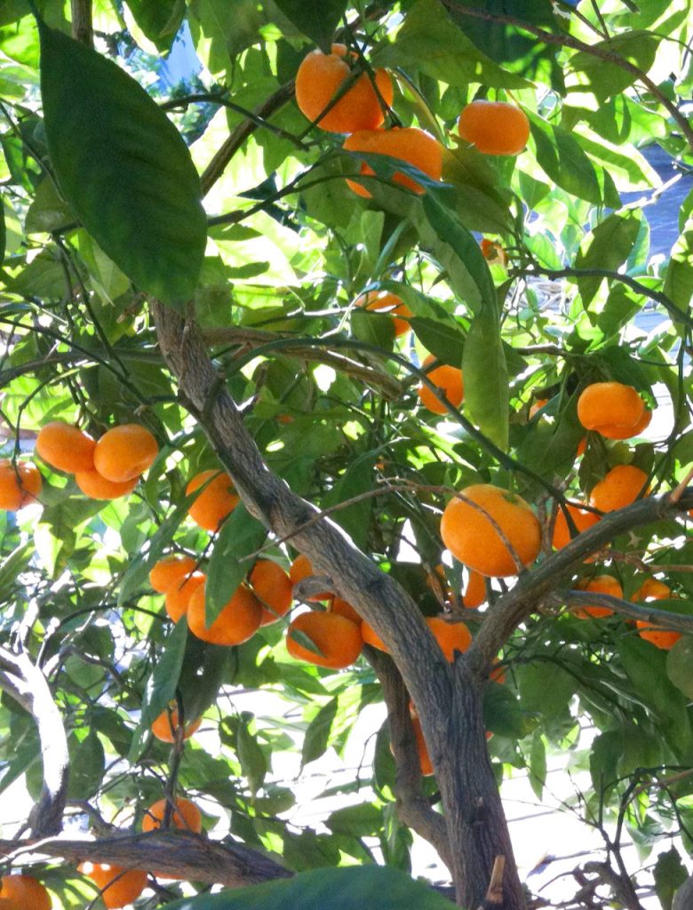 mandarin orange tree
