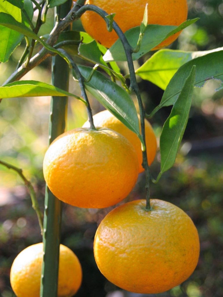 mandarin oranges on tree