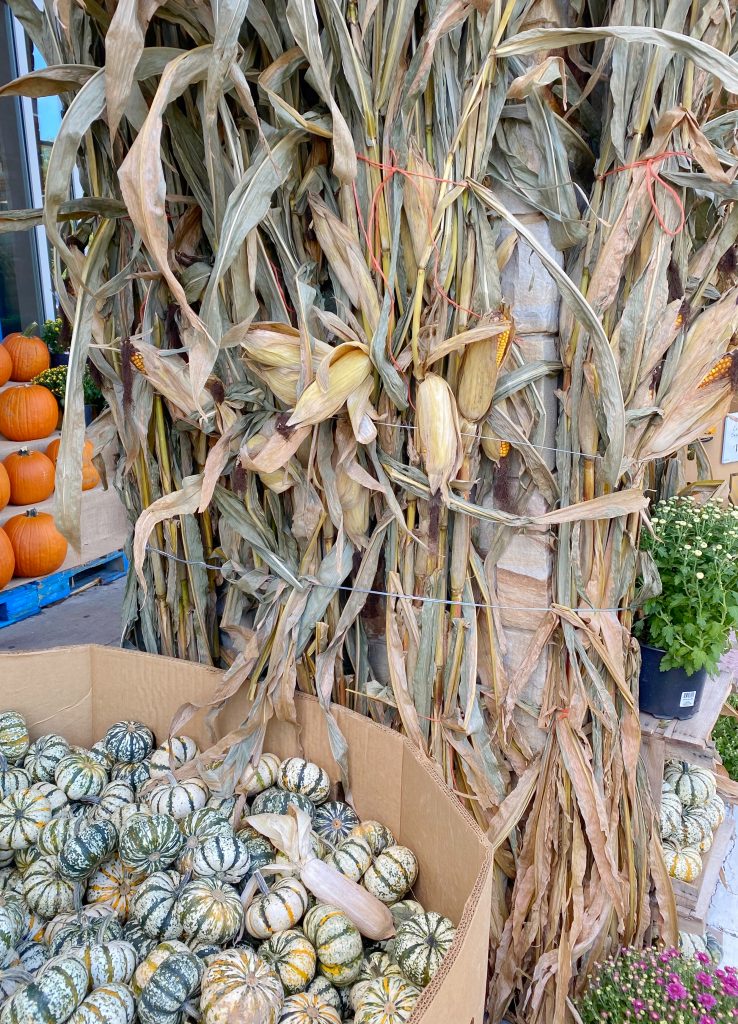 corn stalks