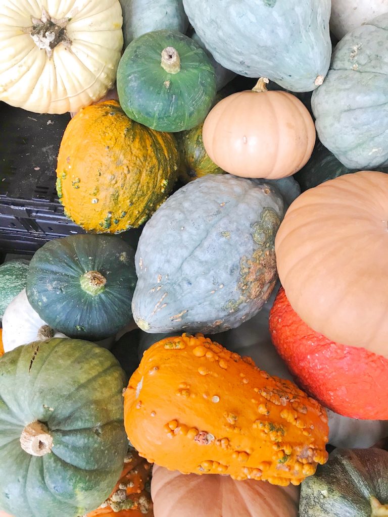 fall decorative pumpkins