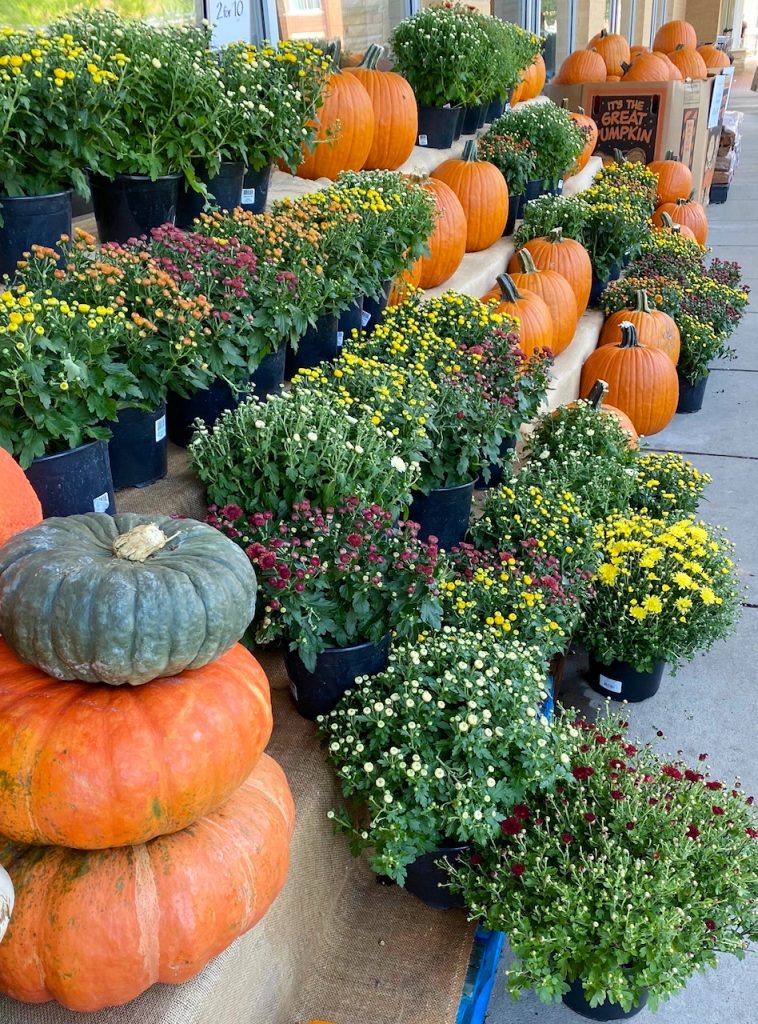 fall pumpkins in front of Whole Foods