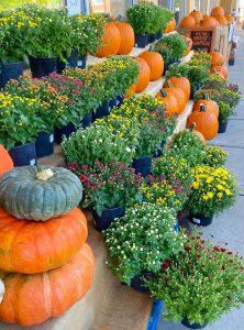 fall pumpkins in front of Whole Foods