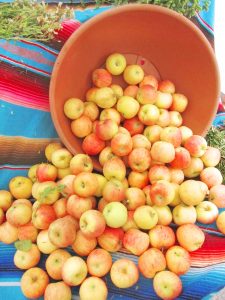 apples at the farmers market