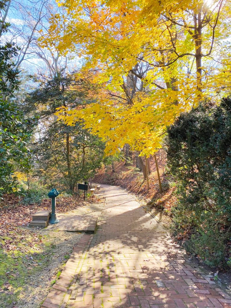 fall trees along path