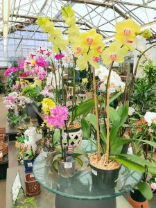 orchids at Merryfields
