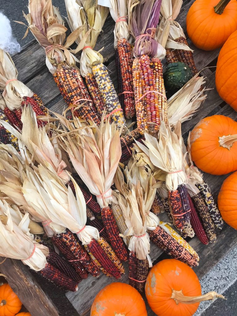 decorative corn