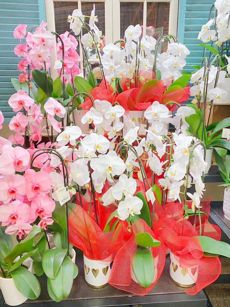 Valentine orchids at Wegmans