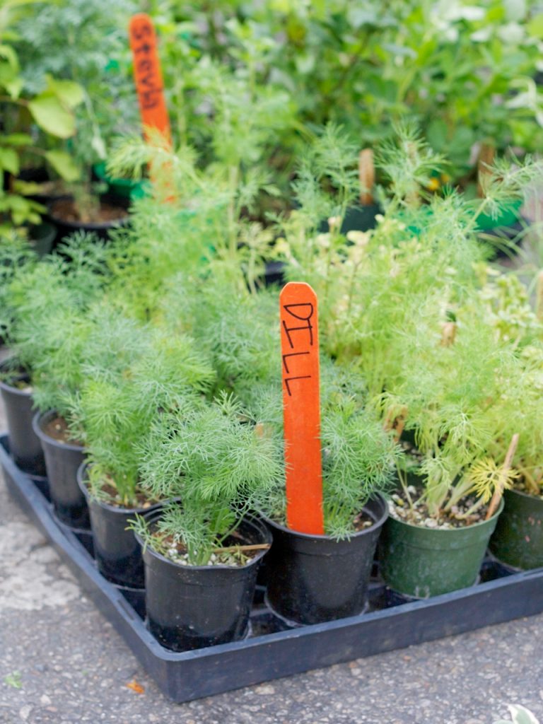 dill plants at the farmers market