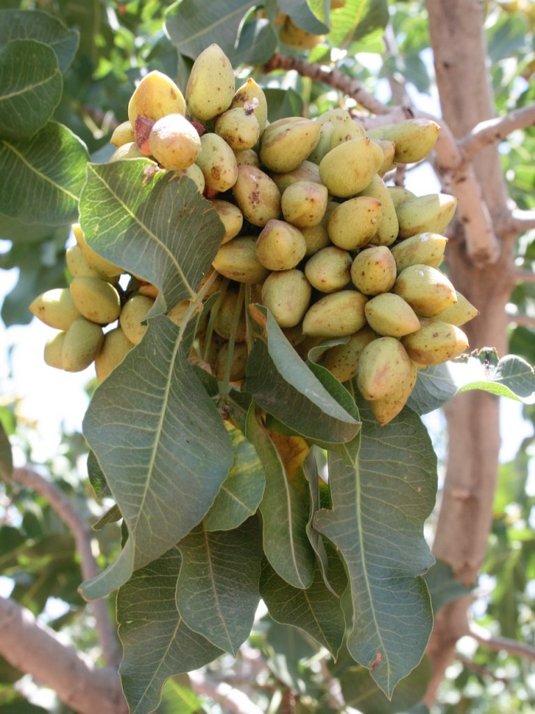 pistachio tree