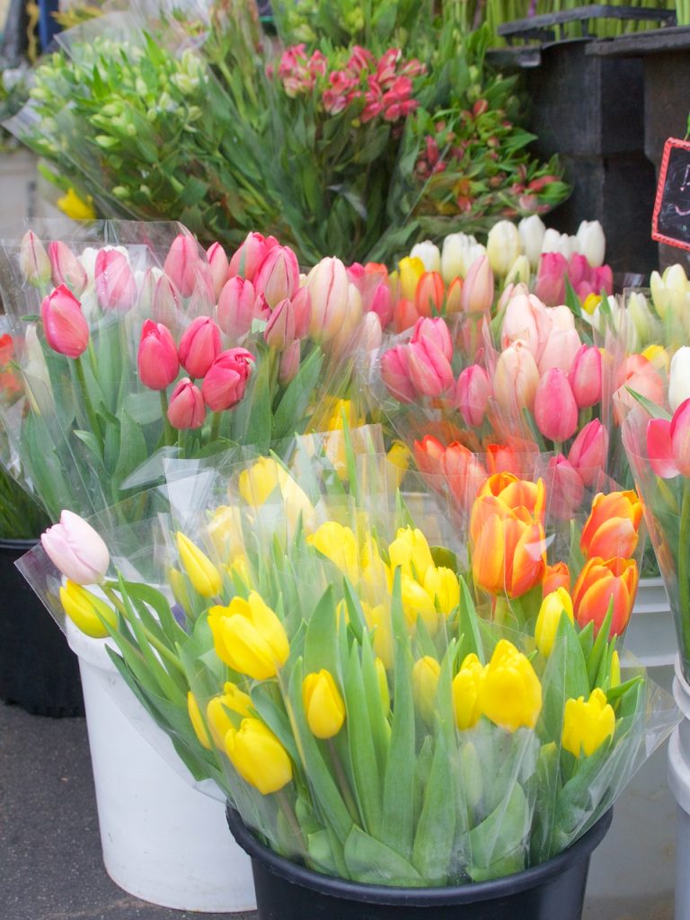 tulips